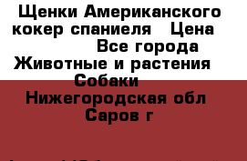 Щенки Американского кокер спаниеля › Цена ­ 15 000 - Все города Животные и растения » Собаки   . Нижегородская обл.,Саров г.